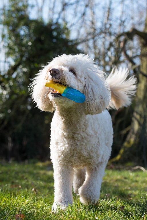 Rosewood Игрушка для собак резиновая "Кость охлаждающая", желто-голубая,13х7х4см (Великобритания)