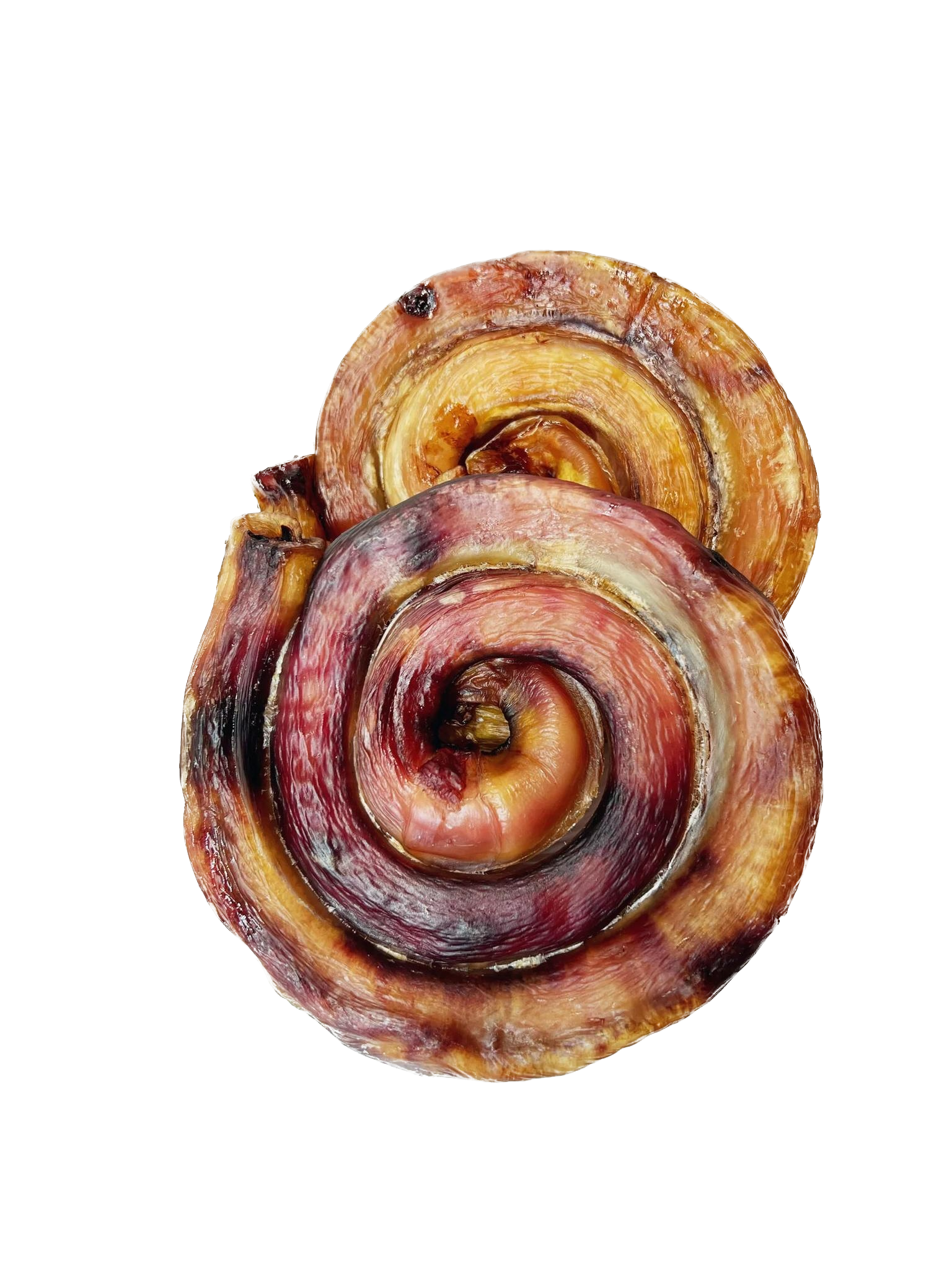 Бычий корень улитка