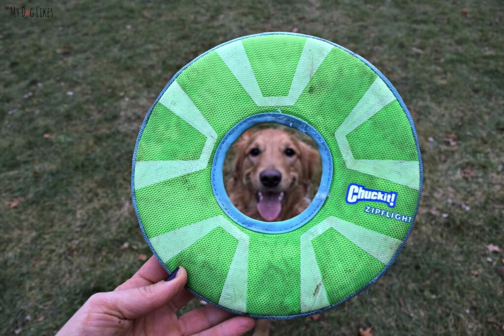 glow in the dark dog frisbee