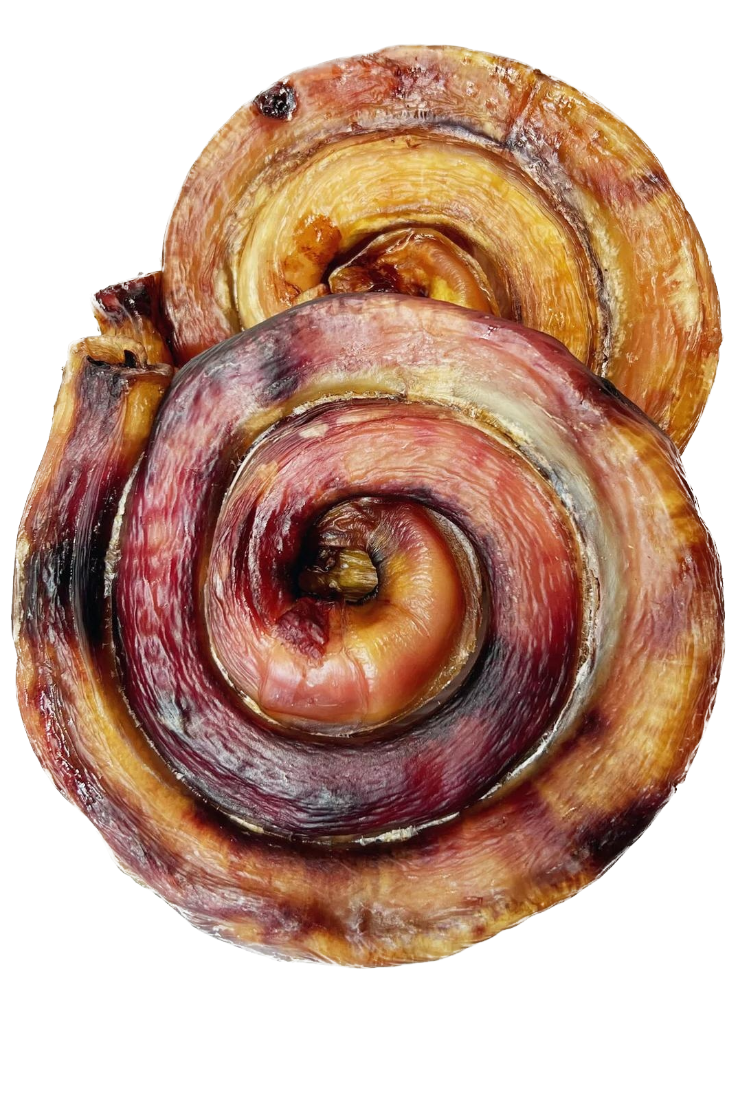 Бычий корень улитка